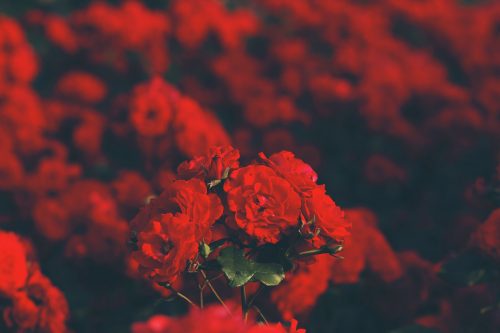 Red flowers | Can Website Colors Boost Profits and Success? | Brighter Vision Web Solutions | Therapist Websites & Marketing for Therapists | Blog for Therapists