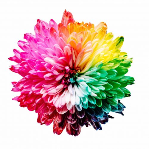 Flower color wheel | Can Website Colors Boost Profits and Success? | Brighter Vision Web Solutions | Therapist Websites & Marketing for Therapists | Blog for Therapists