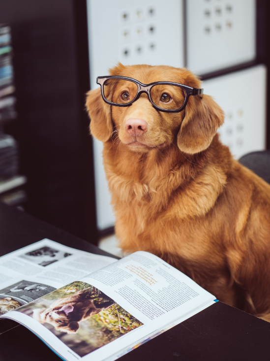 Studious dog | Bright Bite: How to Edit Photos Online for Your Website | Brighter Vision | Therapist Websites & Marketing Solutions