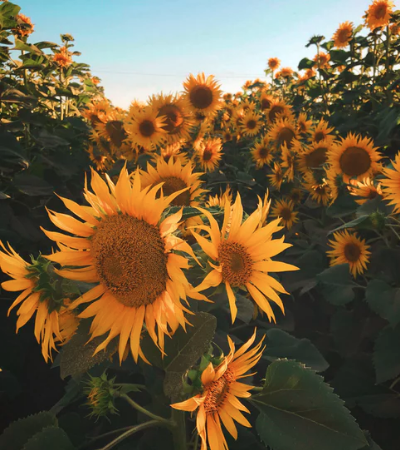 Sunflowers stock photo | Bright Bite: Why Is My Website Photo Blurry? | Brighter Vision | Therapist Websites & Marketing Solutions