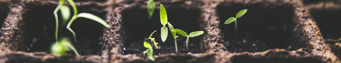 Seedlings sprouting | Why Backlinks Are Important to Your SEO & How to Get Them | Brighter Vision Web Solutions | Marketing Blog for Therapists