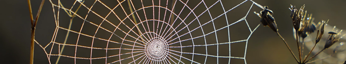 Strong spider web | Why Backlinks Are Important to Your SEO & How to Get Them | Brighter Vision Web Solutions | Marketing Blog for Therapists
