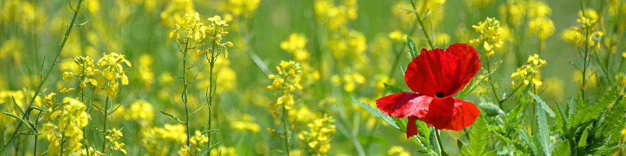 Bold poppy | You Can’t Do ALL The Things: How To Make Decisions Like A BOSS | Brighter Vision | Marketing Blog for Therapists