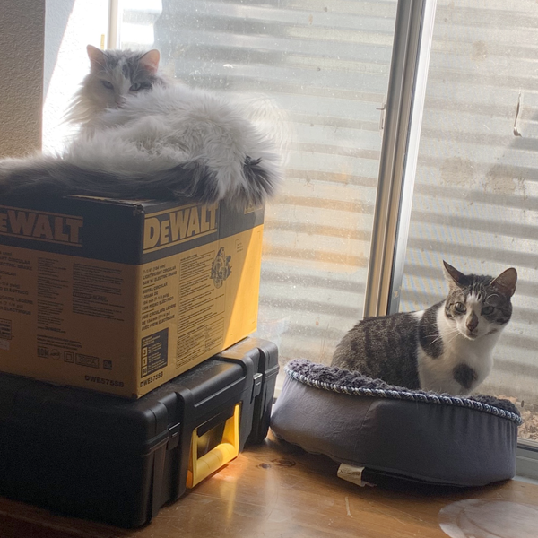 Emily's cats | Behind the Vision: Emily, Senior Lead Developer | Brighter Vision | Marketing Blog for Therapists