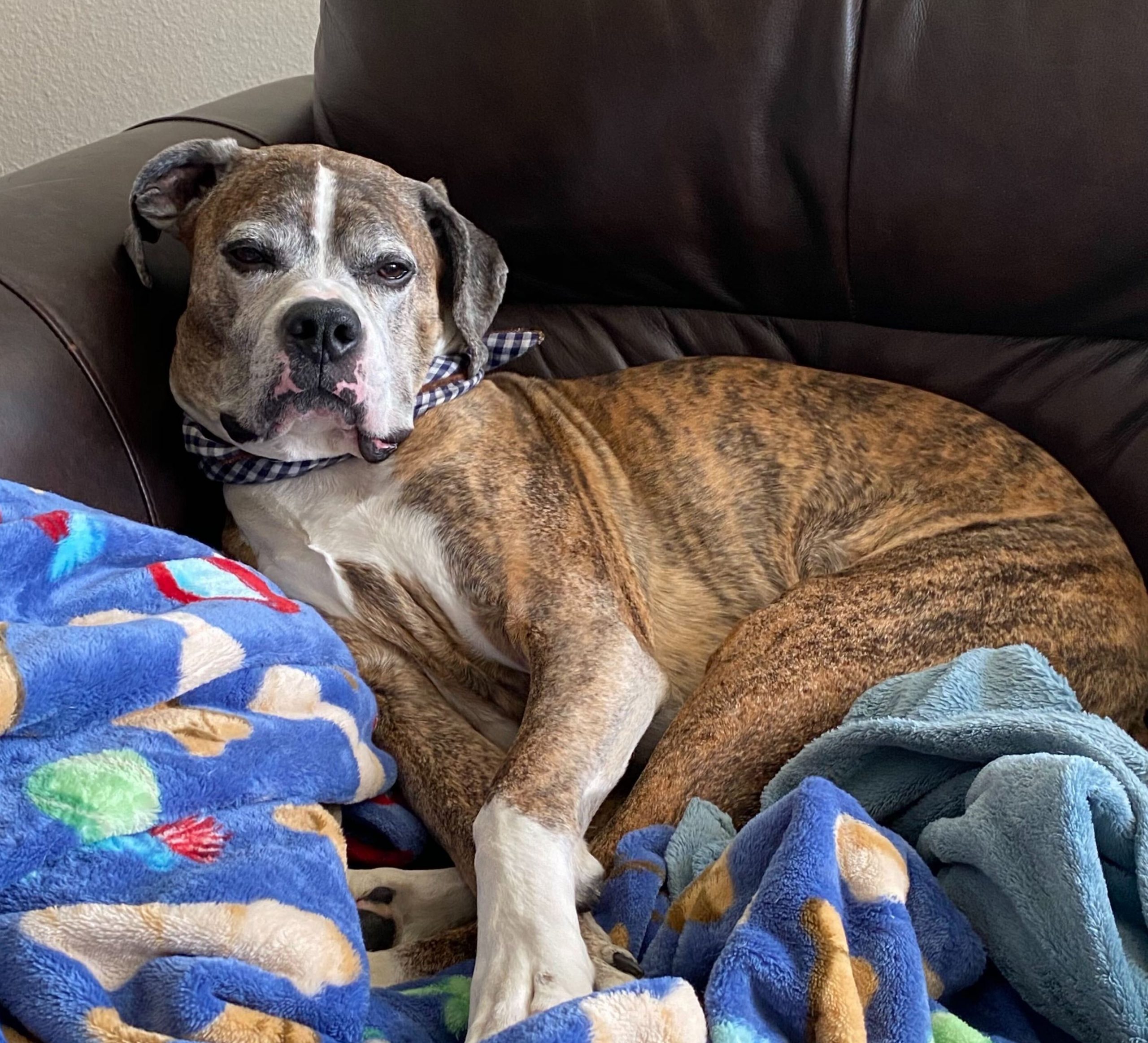 Austin's dog | Behind the Vision: Austin Kirkland, Senior Account Executive | Brighter Vision | Marketing Blog for Therapists